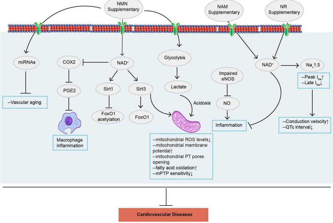 NMN通過(guò)多種信號(hào)通路改善心血管疾病 NMN通過(guò)多種信號(hào)通路改善心血管疾病