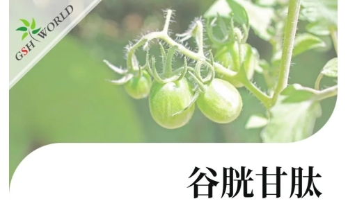 行業(yè)關(guān)注 - 谷胱甘肽可提高茄屬茄品種低溫脅迫的耐受性