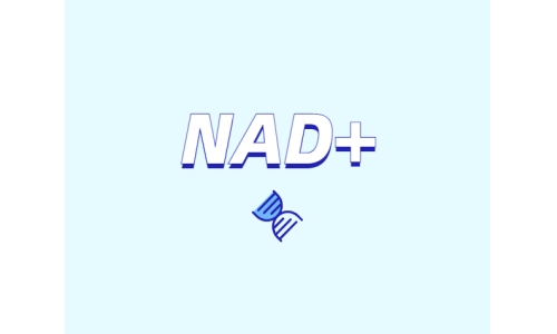 為什么要增強(qiáng)NAD+？