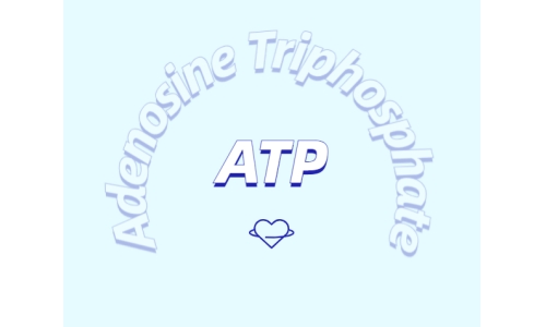 ATP 補(bǔ)充劑有什么作用？
