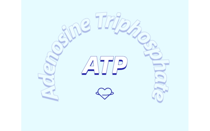 ATP 補(bǔ)充劑有什么作用？