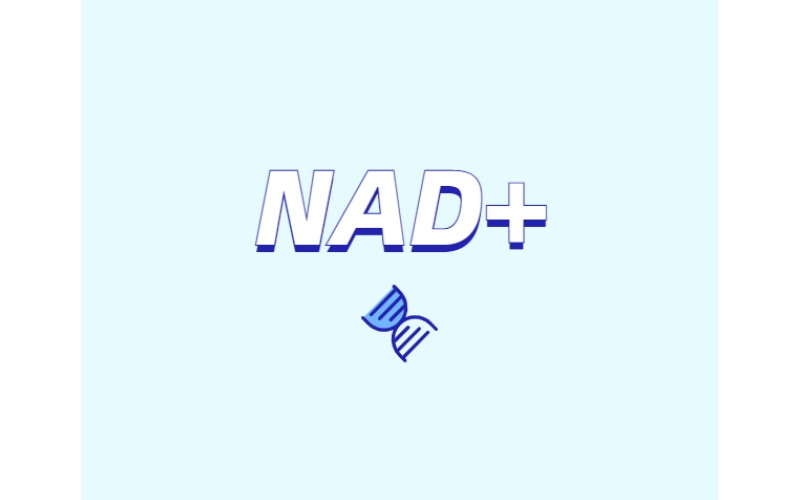 NAD與NMN的全新概念？
